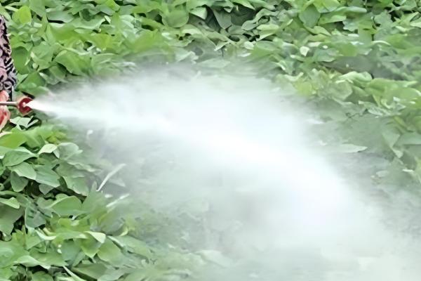 草甘膦如何使用效果好，要在杂草生长旺盛时用药