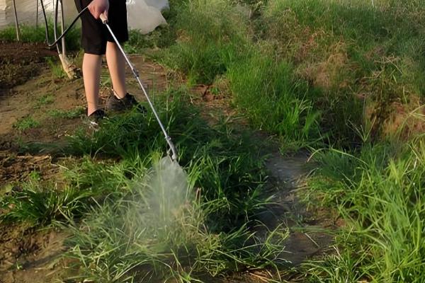 草甘膦如何使用效果好，要在杂草生长旺盛时用药