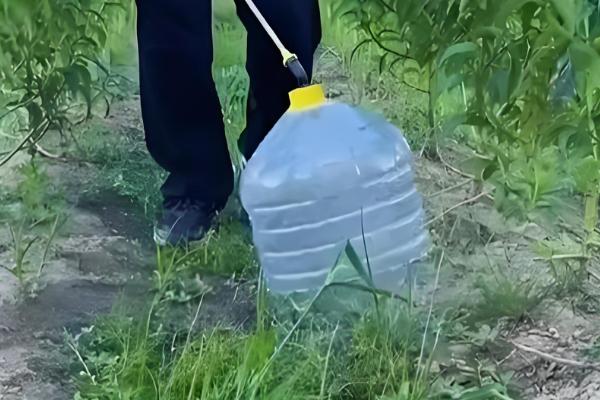 草甘膦如何使用效果好，要在杂草生长旺盛时用药