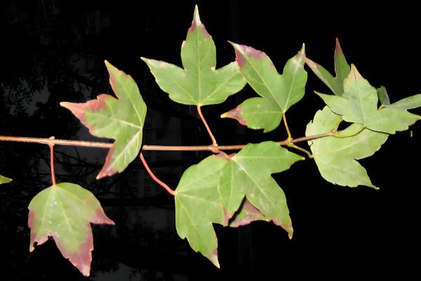 枫叶的品种，常见的有鸡爪槭、三角槭等