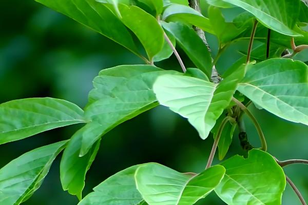 枫叶的品种，常见的有鸡爪槭、三角槭等