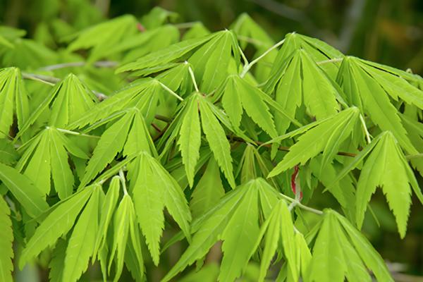 枫叶的品种，常见的有鸡爪槭、三角槭等