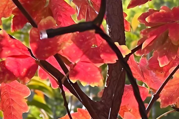 枫叶的品种，常见的有鸡爪槭、三角槭等