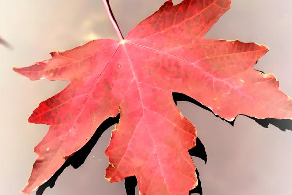 枫叶的品种，常见的有鸡爪槭、三角槭等