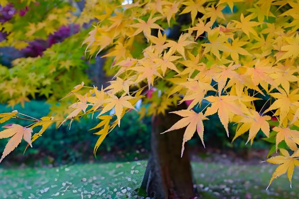 枫叶的品种，常见的有鸡爪槭、三角槭等