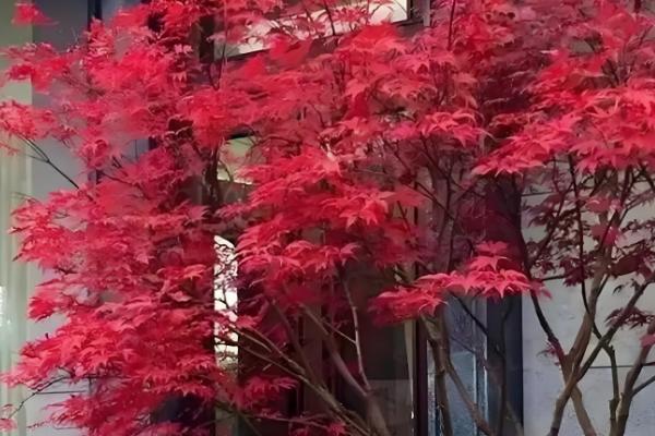 枫叶的品种，常见的有鸡爪槭、三角槭等