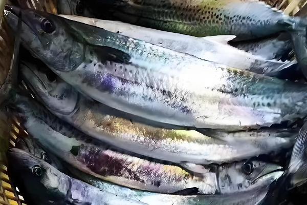 燕鲅和鲅鱼的区别,唯一的区别就是尾巴形状不同