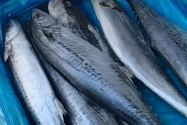 燕鲅和鲅鱼的区别,唯一的区别就是尾巴形状不同