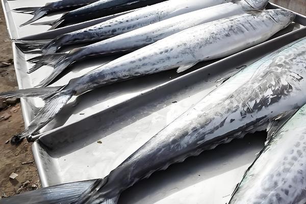 燕鲅和鲅鱼的区别,唯一的区别就是尾巴形状不同