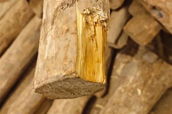 小叶黄杨木如何鉴别,可观察颜色、外皮等