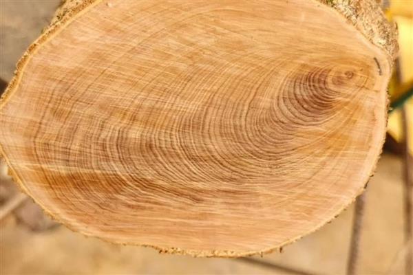 小叶黄杨木如何鉴别,可观察颜色、外皮等