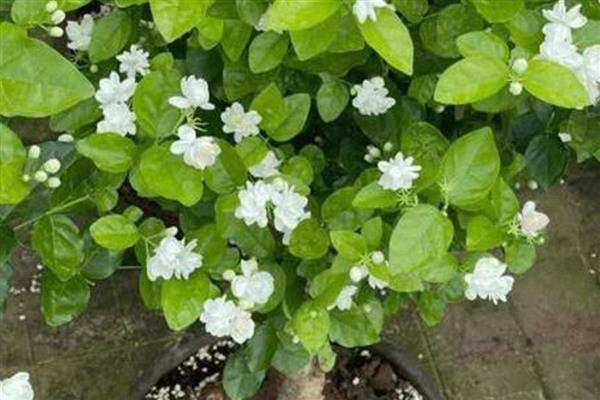 蛋壳肥料能用于什么花，可用于茉莉花、栀子花等