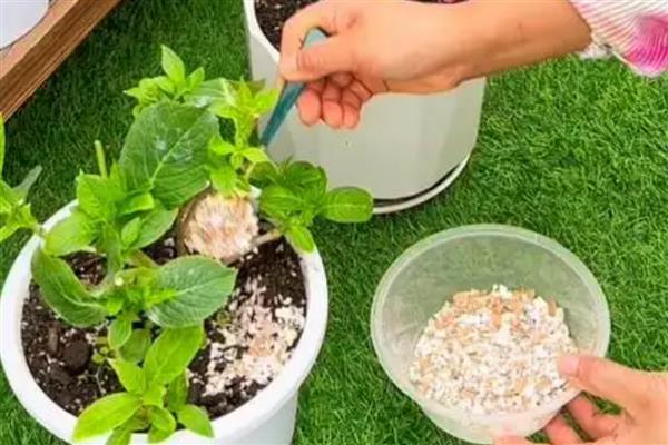 蛋壳肥料能用于什么花，可用于茉莉花、栀子花等