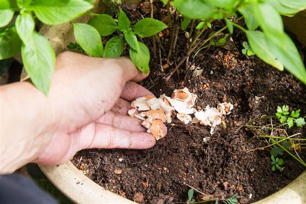 蛋壳肥料能用于什么花，可用于茉莉花、栀子花等
