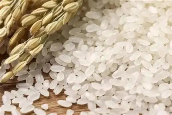 粳米是什么米，粳米即粳稻的种仁