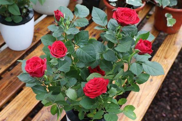 玫瑰花如何养护，每隔半月施加一次稀薄的液肥