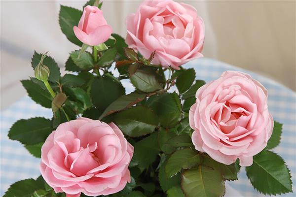 玫瑰花如何养护，每隔半月施加一次稀薄的液肥