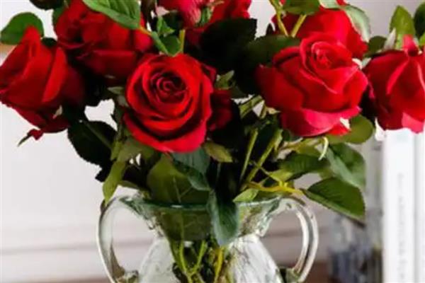 玫瑰花如何养护，每隔半月施加一次稀薄的液肥