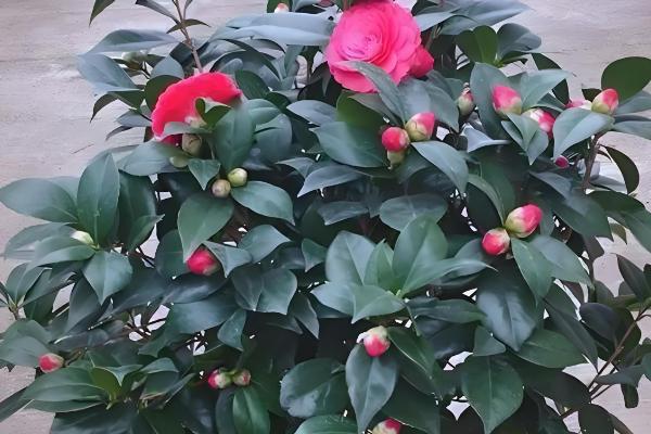 茶花杜鹃的养殖方法，春秋季可以每周浇水2-3次