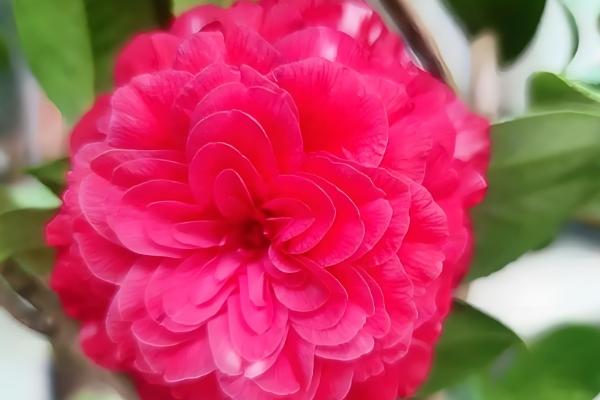 茶花杜鹃的养殖方法，春秋季可以每周浇水2-3次