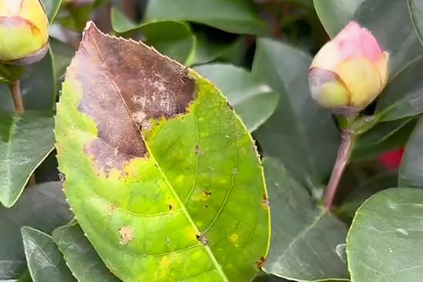 茶花杜鹃的养殖方法，春秋季可以每周浇水2-3次