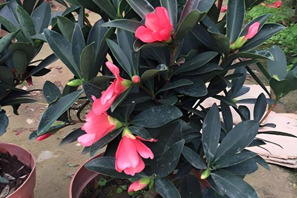 茶花杜鹃的养殖方法，春秋季可以每周浇水2-3次