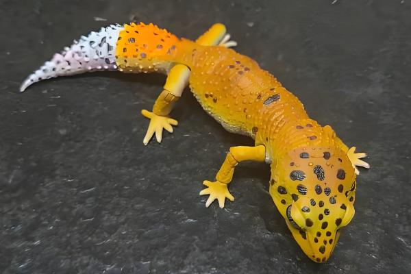 适合新手养的蜥蜴品种，推荐绿鬃蜥、豹纹守宫等