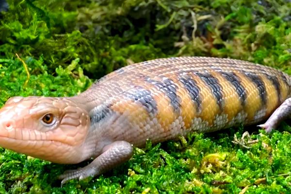 适合新手养的蜥蜴品种，推荐绿鬃蜥、豹纹守宫等