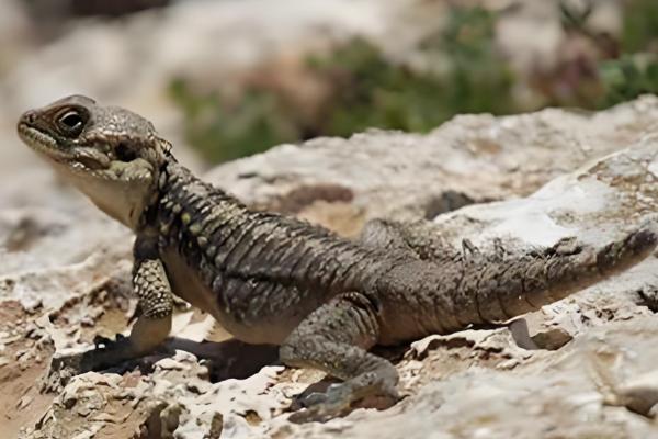 适合新手养的蜥蜴品种，推荐绿鬃蜥、豹纹守宫等