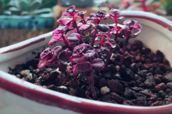 小球玫瑰如何繁殖，一般采用扦插繁殖