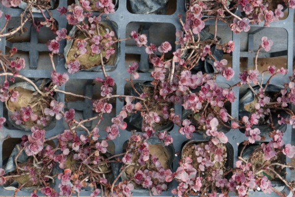 小球玫瑰如何繁殖，一般采用扦插繁殖