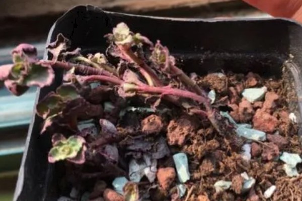 小球玫瑰如何繁殖，一般采用扦插繁殖