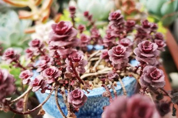 小球玫瑰如何繁殖，一般采用扦插繁殖