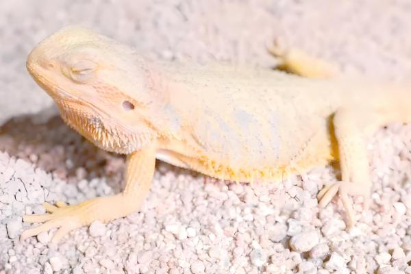 适合新手养的蜥蜴品种，推荐绿鬃蜥、豹纹守宫等