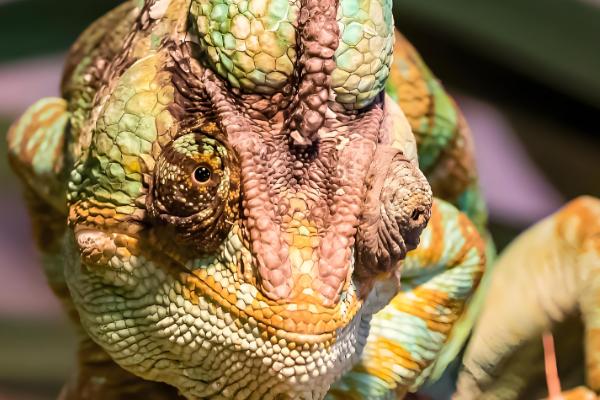 适合新手养的蜥蜴品种，推荐绿鬃蜥、豹纹守宫等