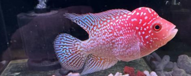 罗汉鱼能不能喂小鱼苗，饲喂活饵可激发它们的捕食兴趣