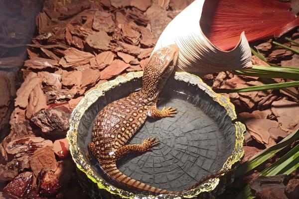 适合新手养的蜥蜴品种，推荐绿鬃蜥、豹纹守宫等