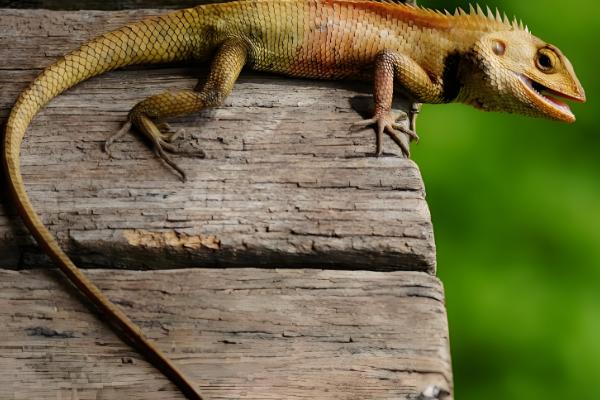 适合新手养的蜥蜴品种，推荐绿鬃蜥、豹纹守宫等