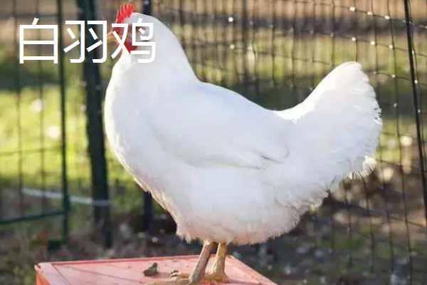 白羽鸡和三黄鸡的区别是什么,毛色和外观均不同