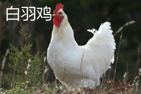 白羽鸡和三黄鸡的区别是什么,毛色和外观均不同