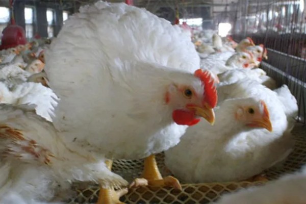 白羽鸡和三黄鸡的区别是什么,毛色和外观均不同