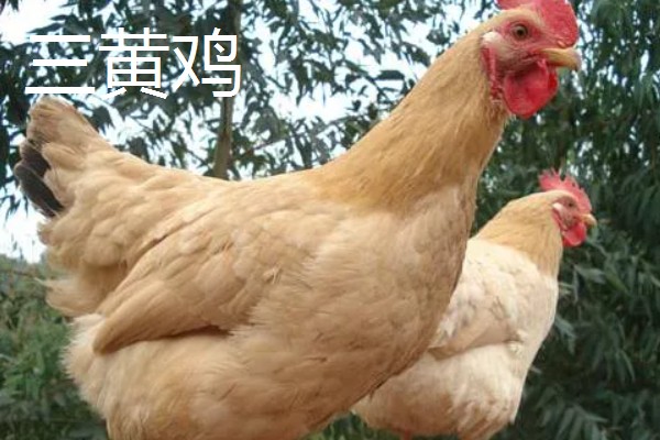 白羽鸡和三黄鸡的区别是什么,毛色和外观均不同