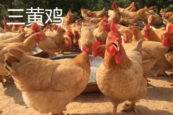 白羽鸡和三黄鸡的区别是什么,毛色和外观均不同