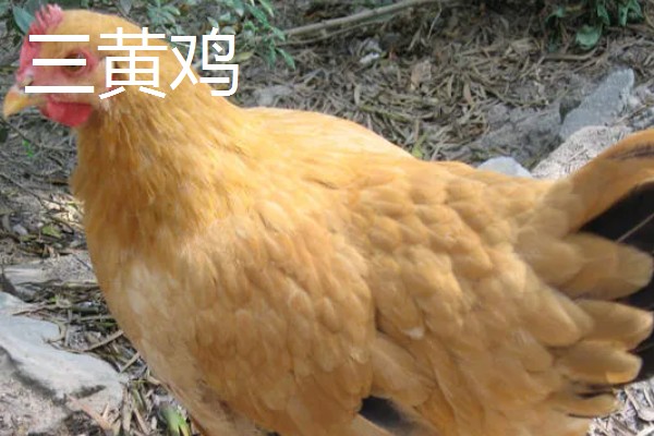 白羽鸡和三黄鸡的区别是什么,毛色和外观均不同