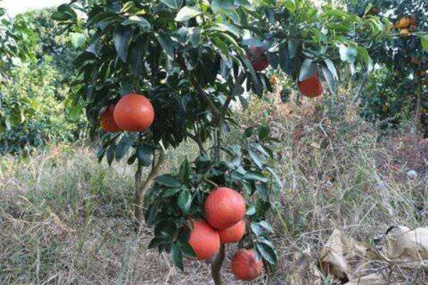 西柚是柚子吗,属于柚子中的一种