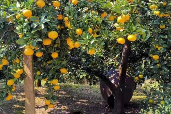 西柚是柚子吗,属于柚子中的一种