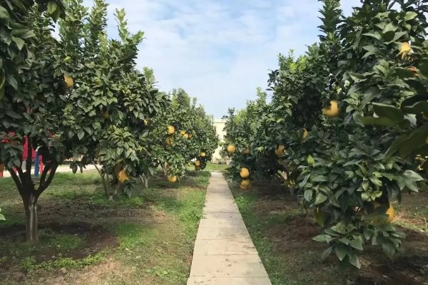 西柚是柚子吗,属于柚子中的一种