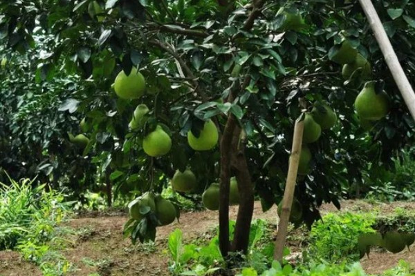 西柚是柚子吗,属于柚子中的一种