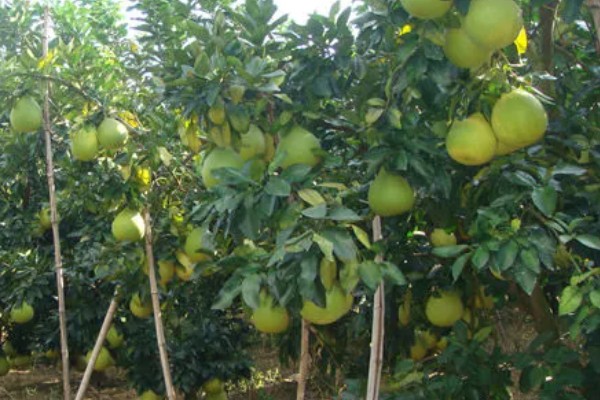 西柚是柚子吗,属于柚子中的一种