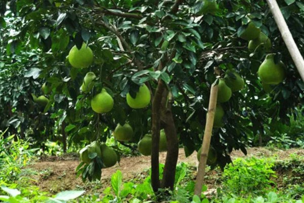 西柚是柚子吗,属于柚子中的一种